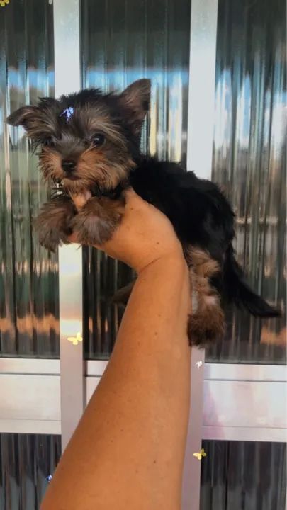 Yorkshire Micrinhos Fêmeas e machos Leia! Aceito cartão  - Foto 5