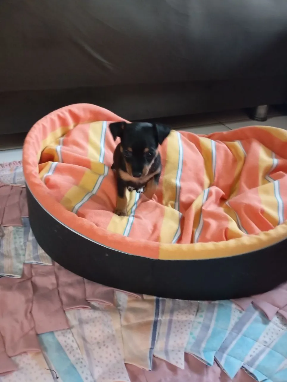 Filhotes de pinscher para venda