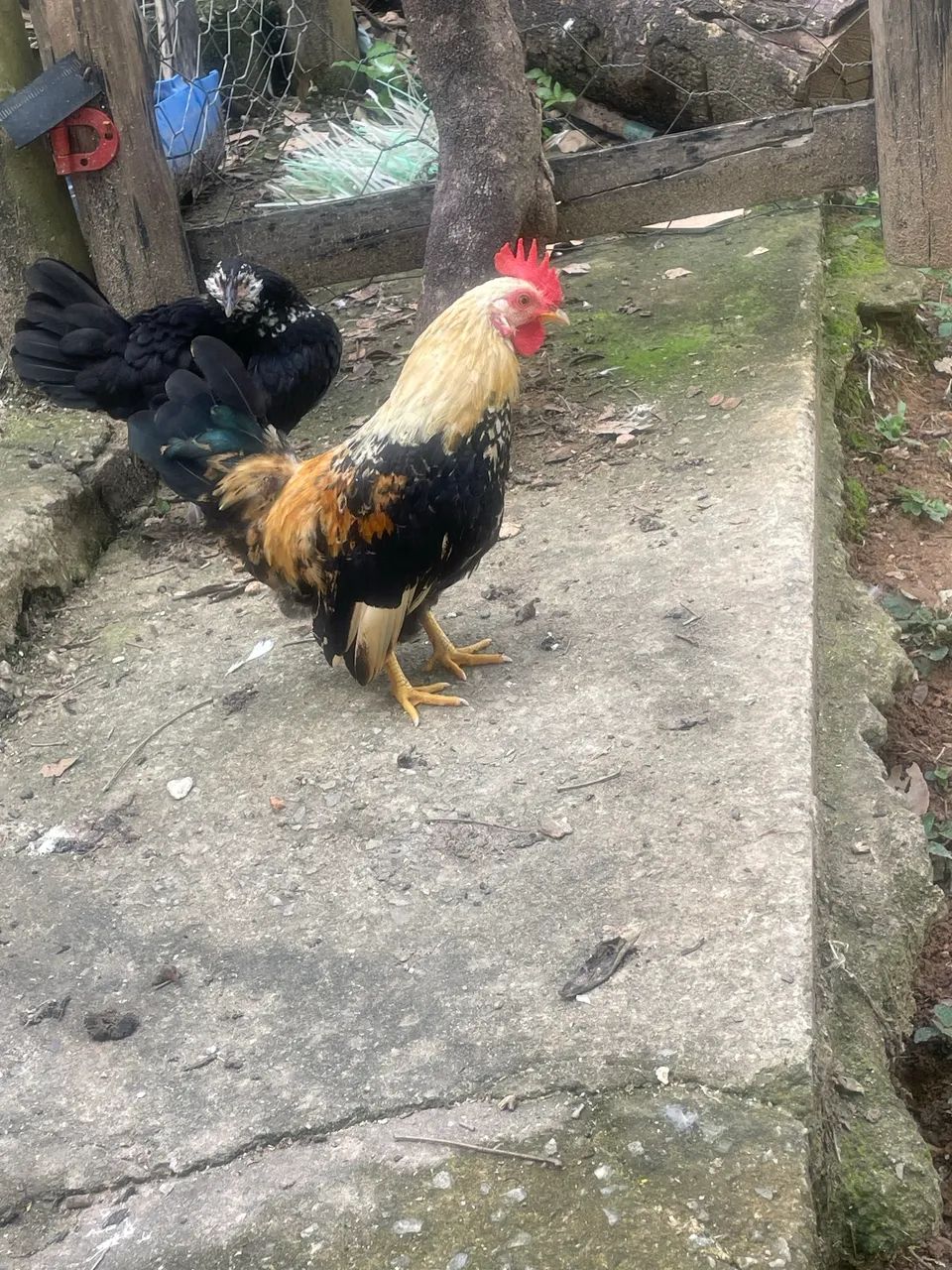 Lindos galinhas garnisés  - Foto 6