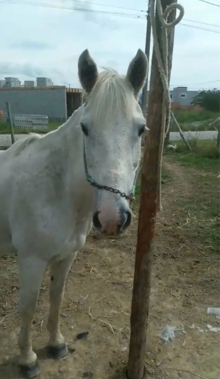 Égua tordilha  - Foto 3