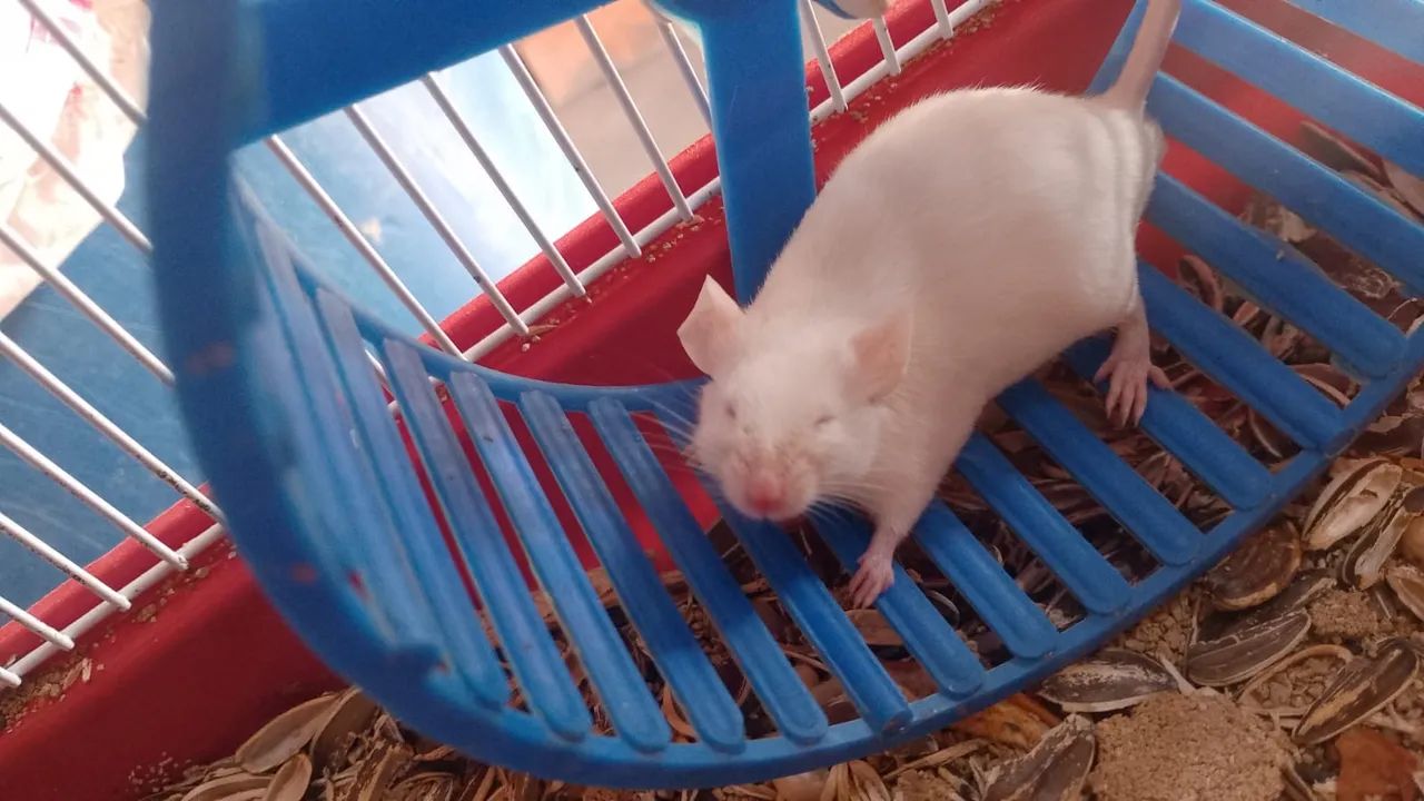 Camundongos adultos e filhotes 