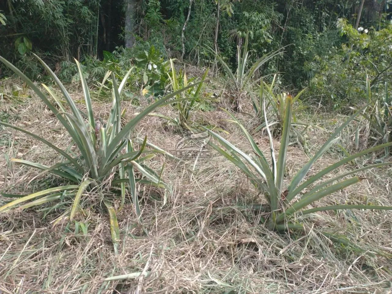Terreno Rural para Venda em Angelina, LINHA DO CHAVES - Foto 5