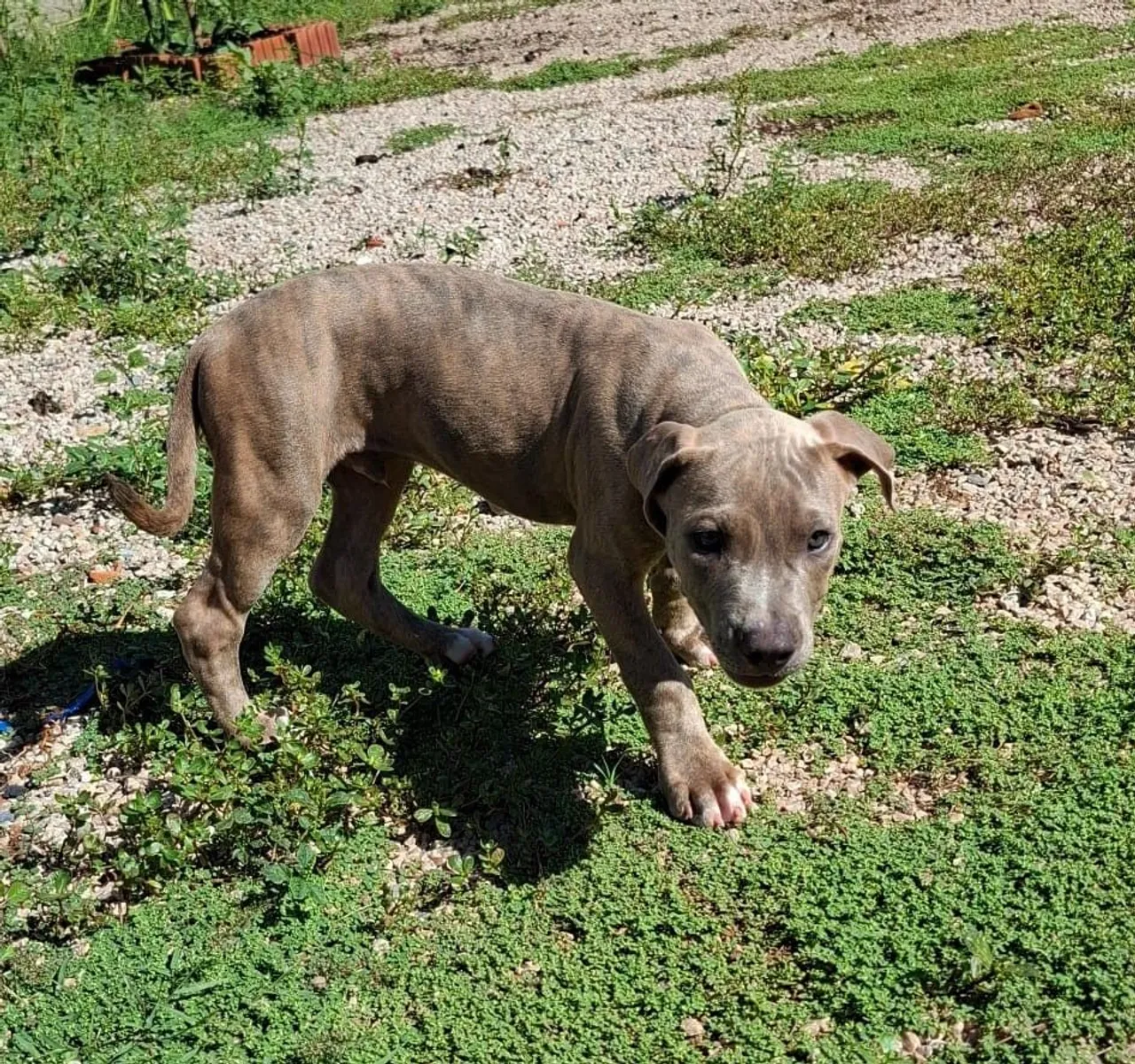Filhote Pitbull - Adorável e Brincalhão