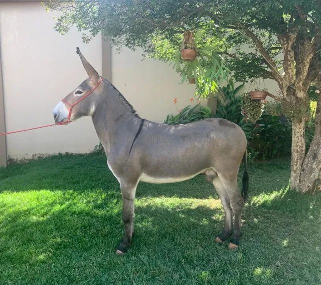 Jumento Pega marcha picada