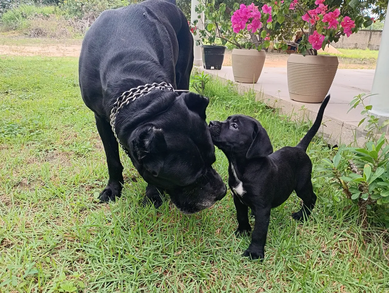 Cães da raça Cane Corso, filhotes