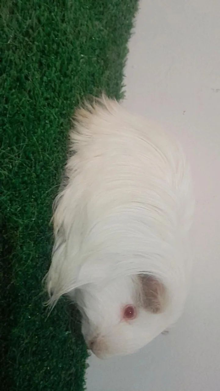 Porquinho da india machos  - Foto 3