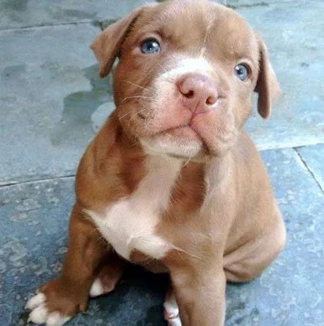 Pitbull , lindo machinho com 55 dias vacinado e com pedigree garantias de saúde 