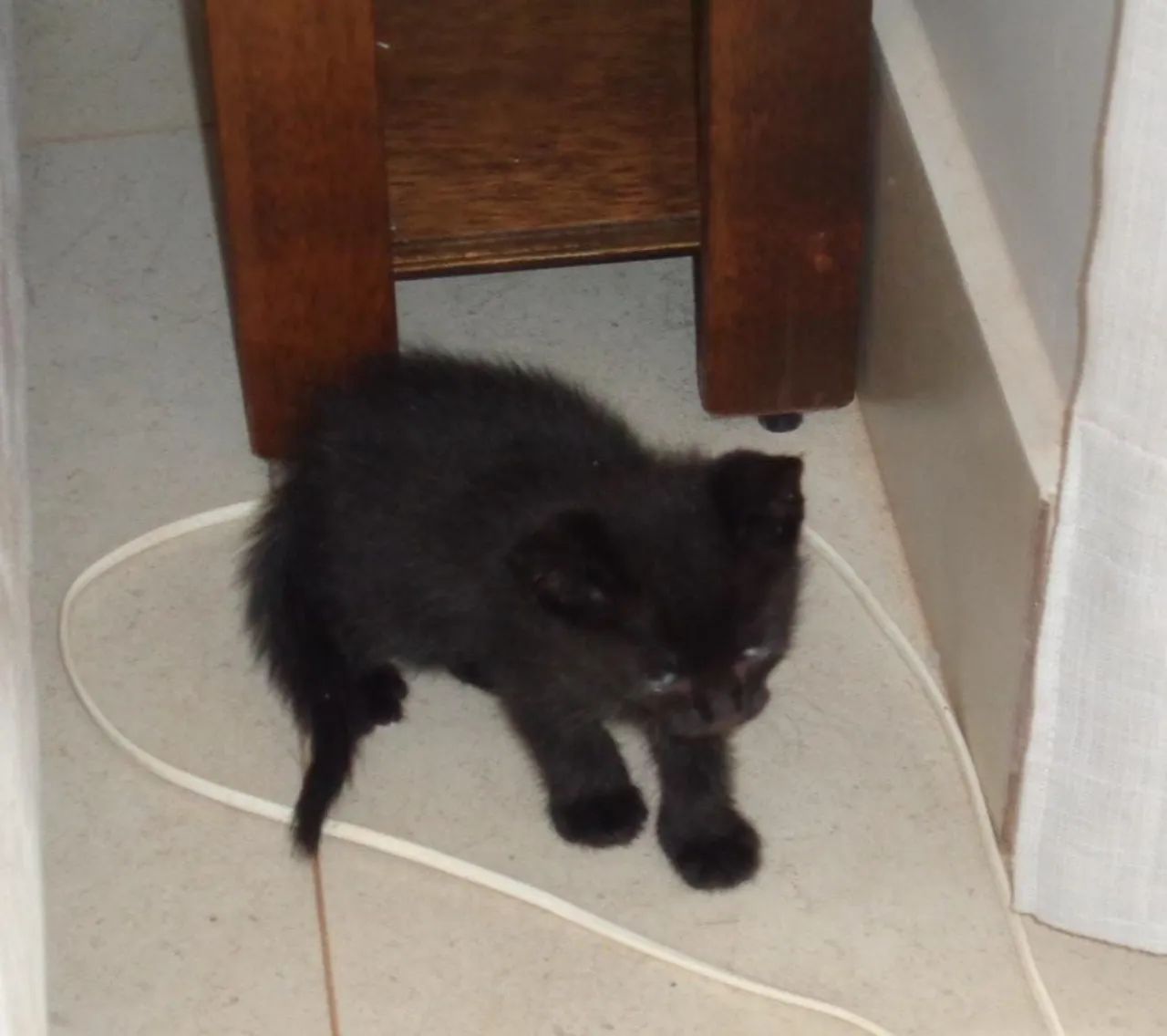 Doação gatinhos  - Foto 2