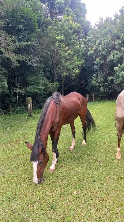 Cavalo Mangalarga Marchador - Foto 4