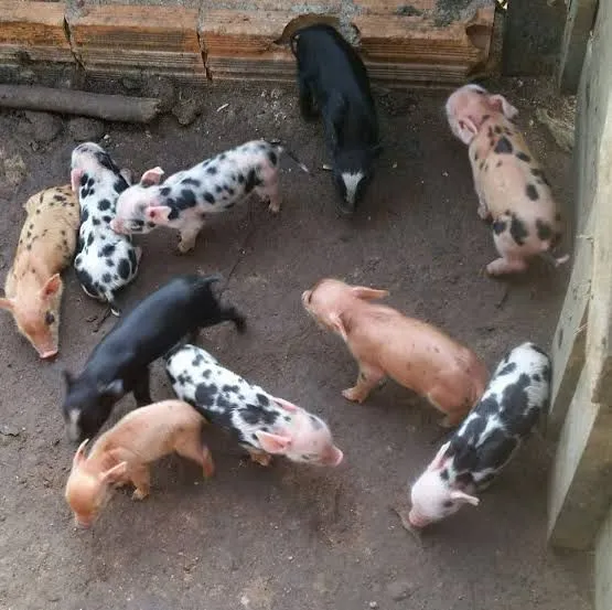 Doaçao urgente