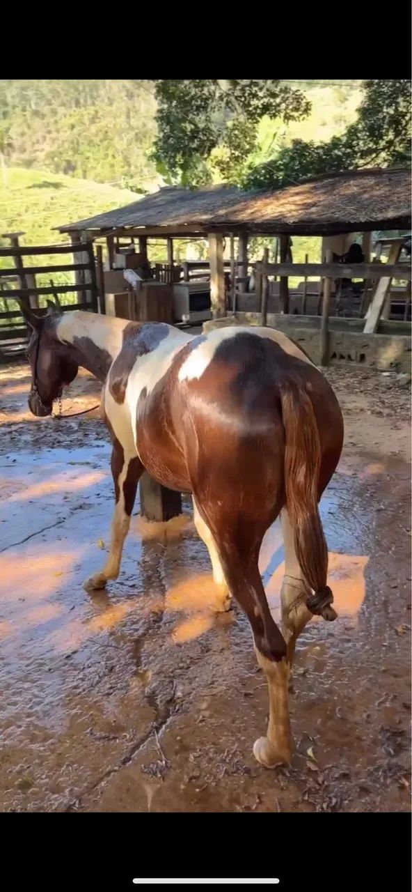 Potra Paint Horas  - Foto 2