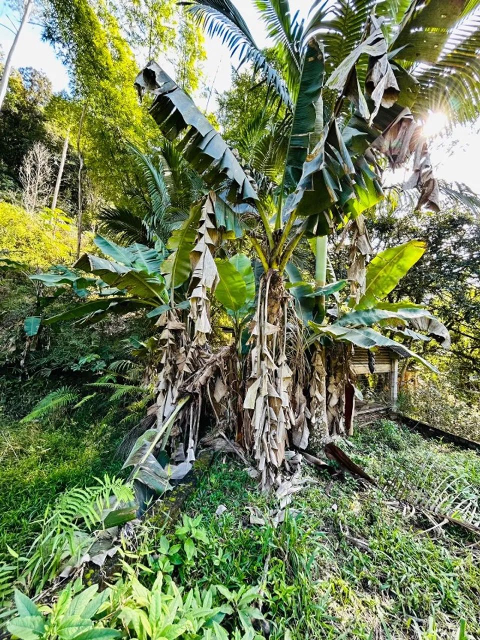 Chácara  a venda em São João Batista SC  - Foto 2