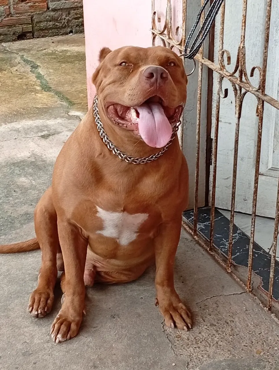 Vendo filhotes de Pit Bull 