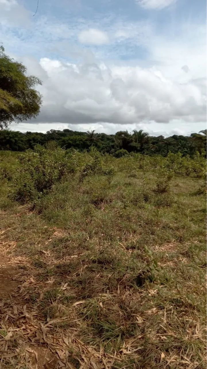 Vendo pouco mais de 29 hectares de terra - Foto 3