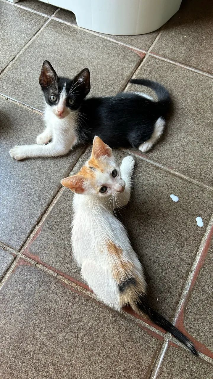 Gatinhos para doação  - Foto 6