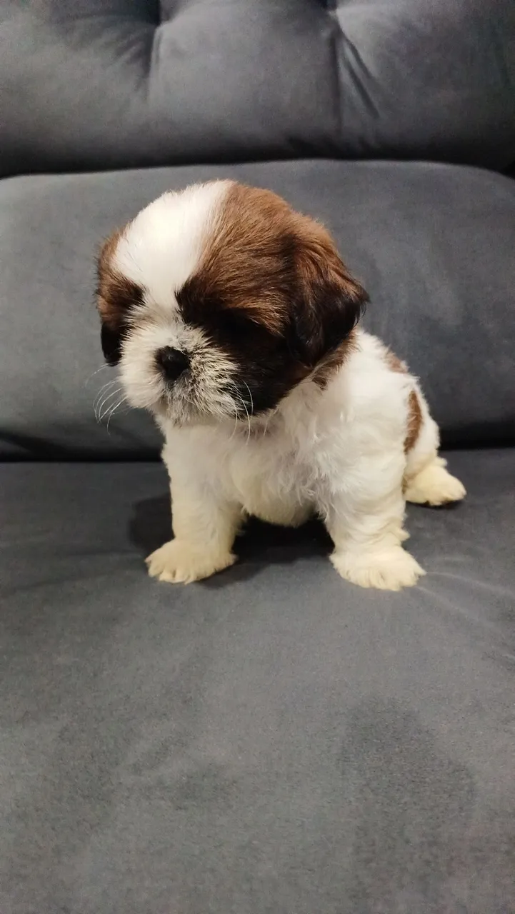Filhotes de Shih tzu