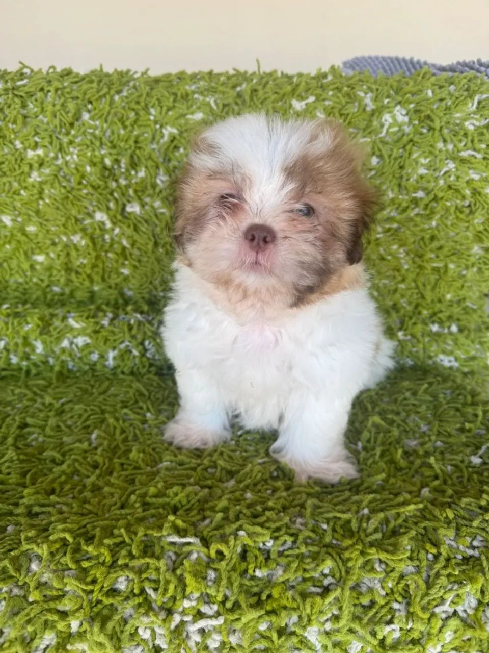 lindos filhotes de shih tzu mini vale a pena conferir  - Foto 2
