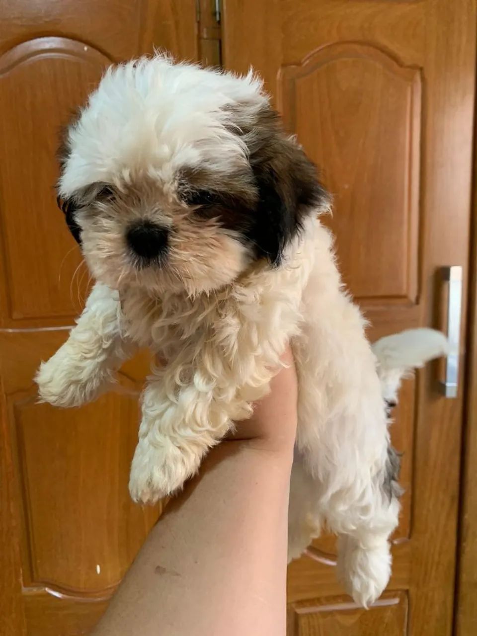 Filhote de Shih Tzu  - Foto 4