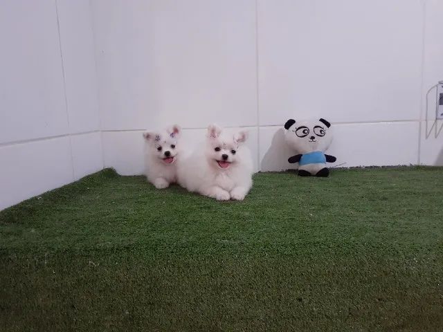 Lindos Lulu da Pomerania anão com procêdencia - macho e fêmea - Foto 3