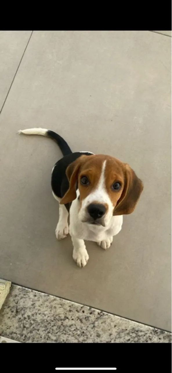 Filhote Beagle 2 meses - Foto 2