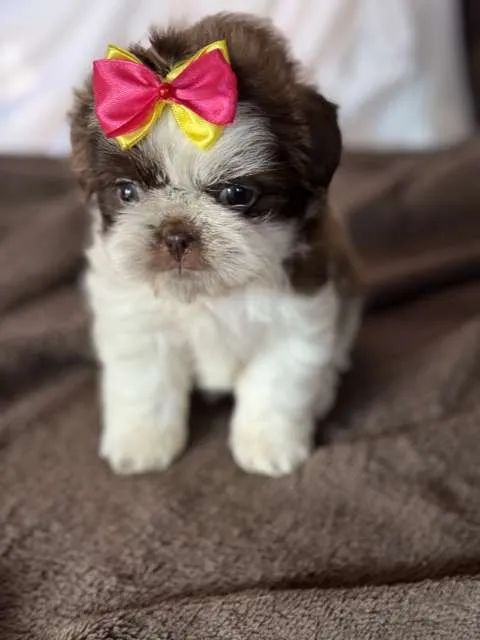 ShihTzu Fêmea chocolate  - Foto 2