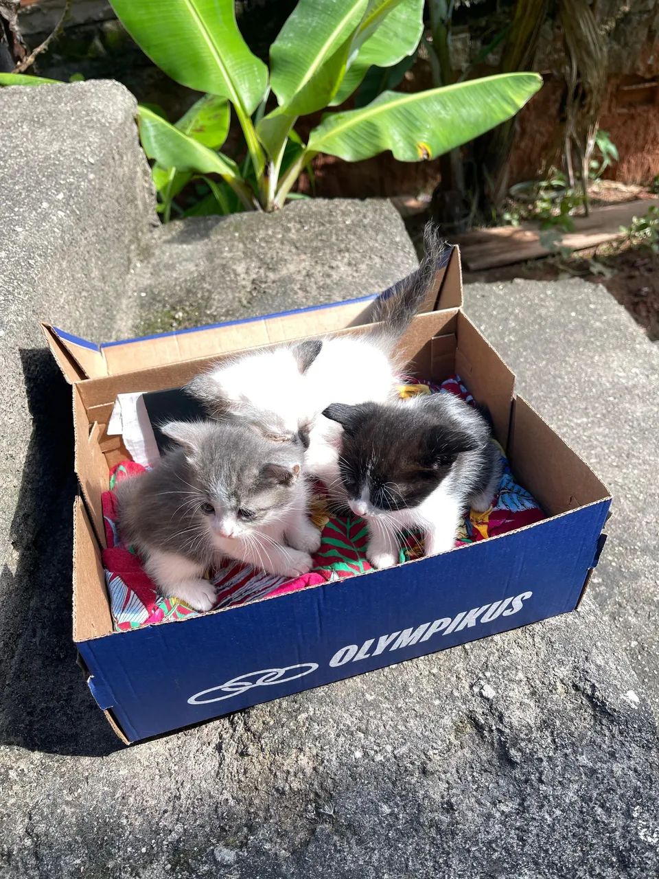 Doação de gatos  - Foto 2