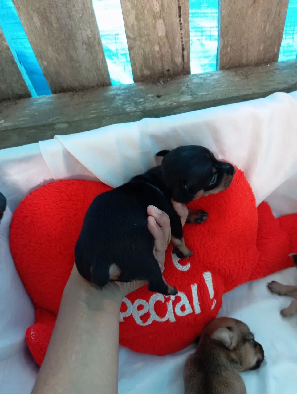 Filhotes de Pinscher  - Foto 3