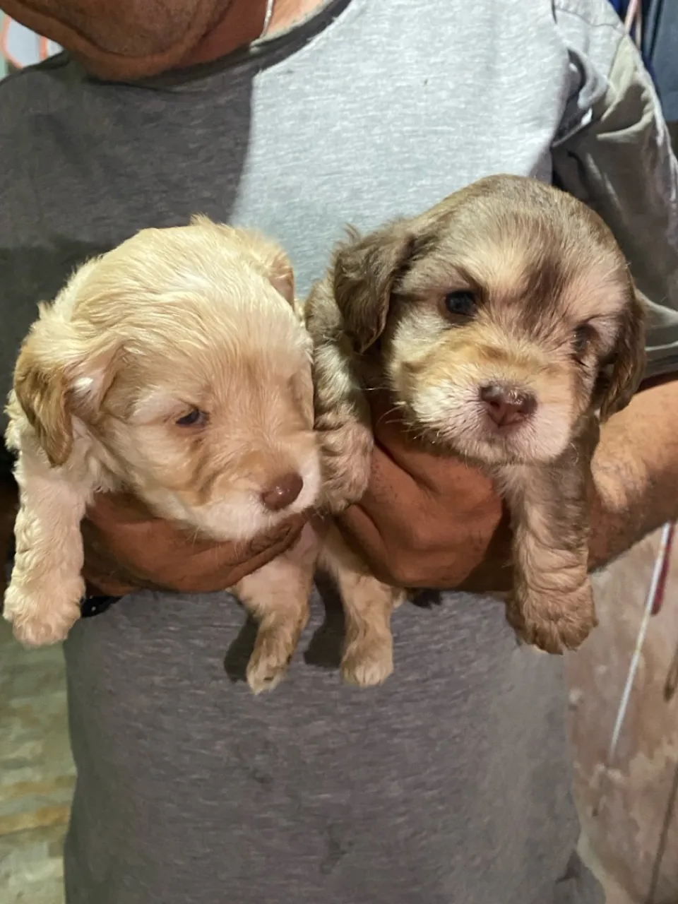 Filhotes shih tzu/poodle