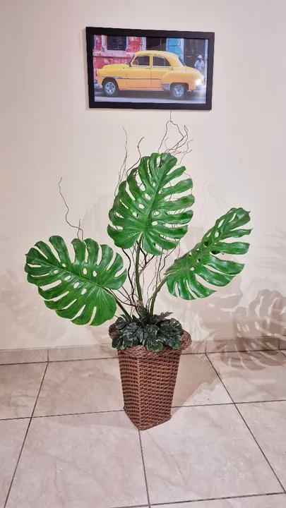 Planta permanente Costela de Adão