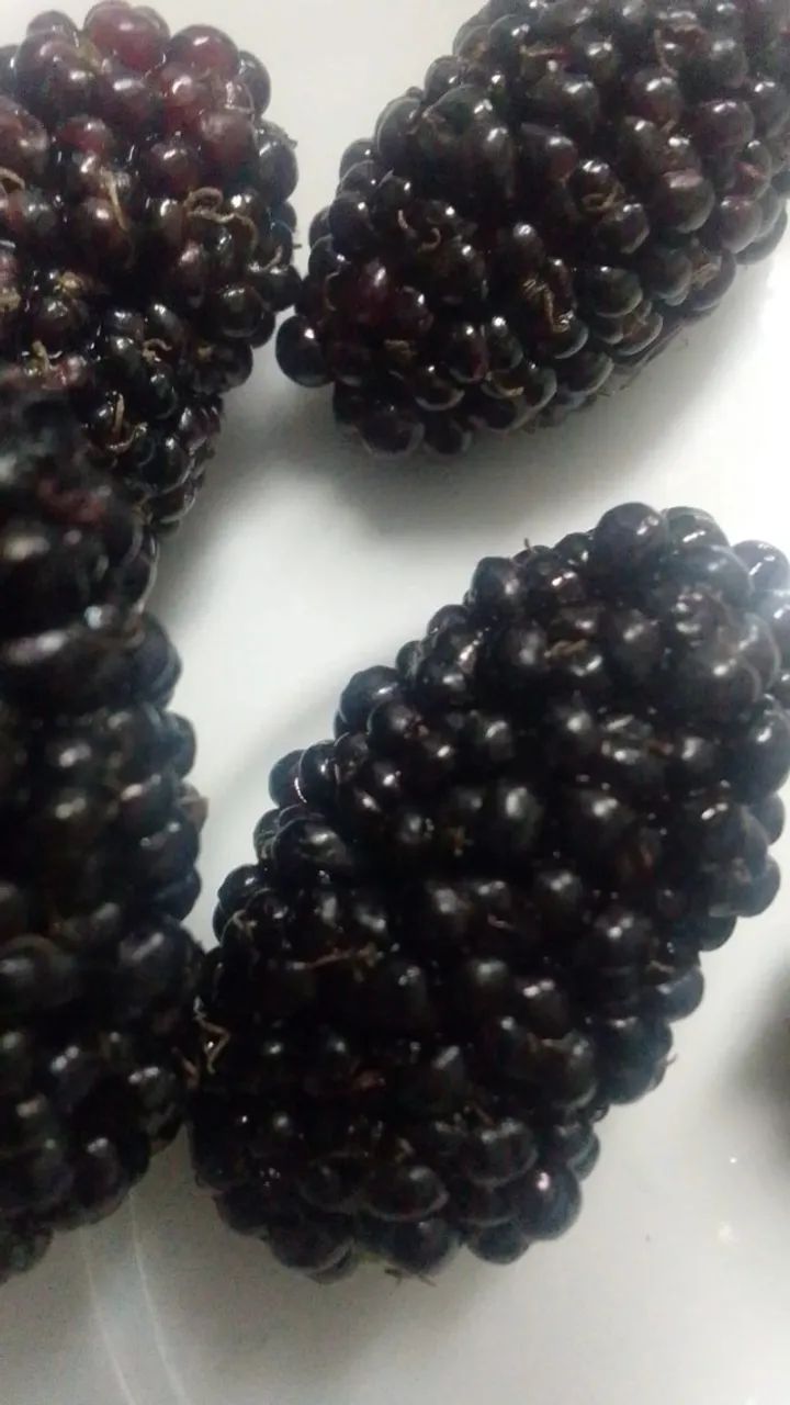 Amoras Graúdas Colhidas do Pé no Dia da Entrega . Ótimas para Fazer Geleias 100% Orgânicas - Foto 6
