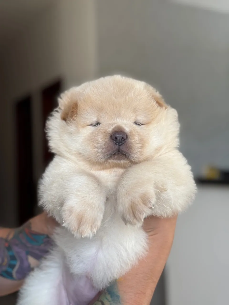 Chow Chows Filhotes fêmeas.