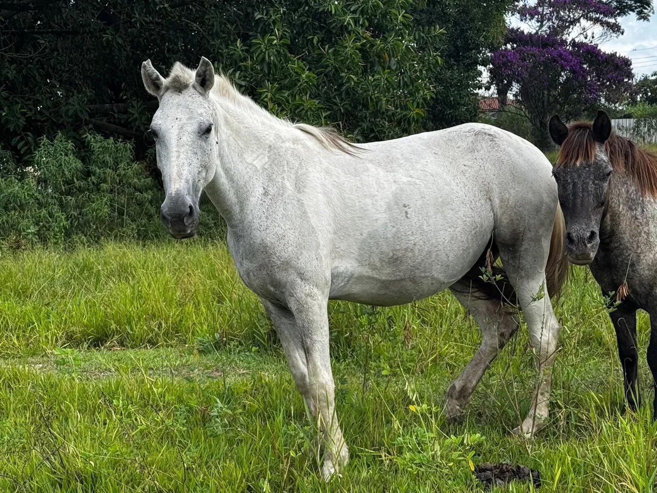 Egua Pampa D?água é Pônei marrom