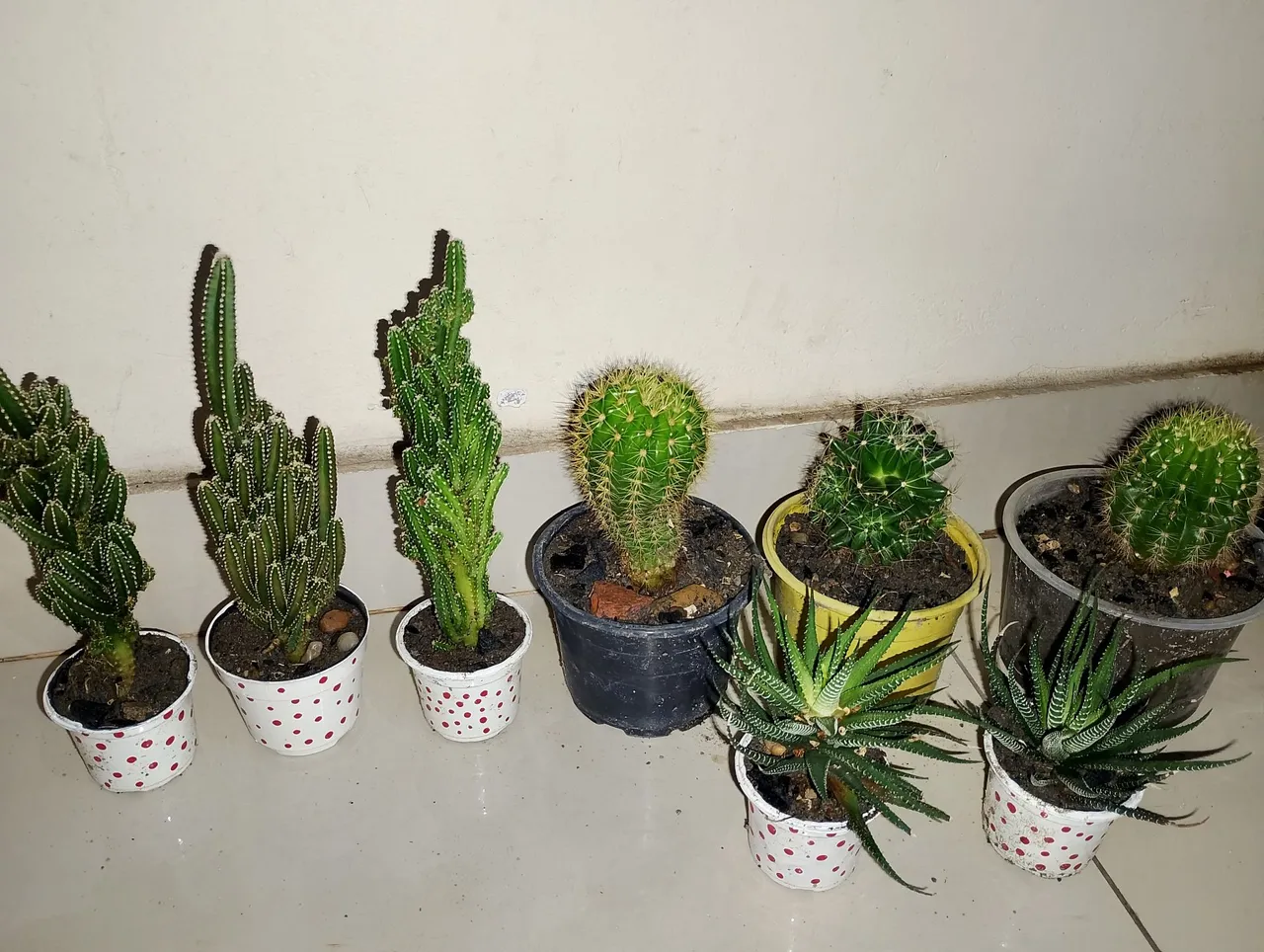 Coleção de Cactos e Suculentas