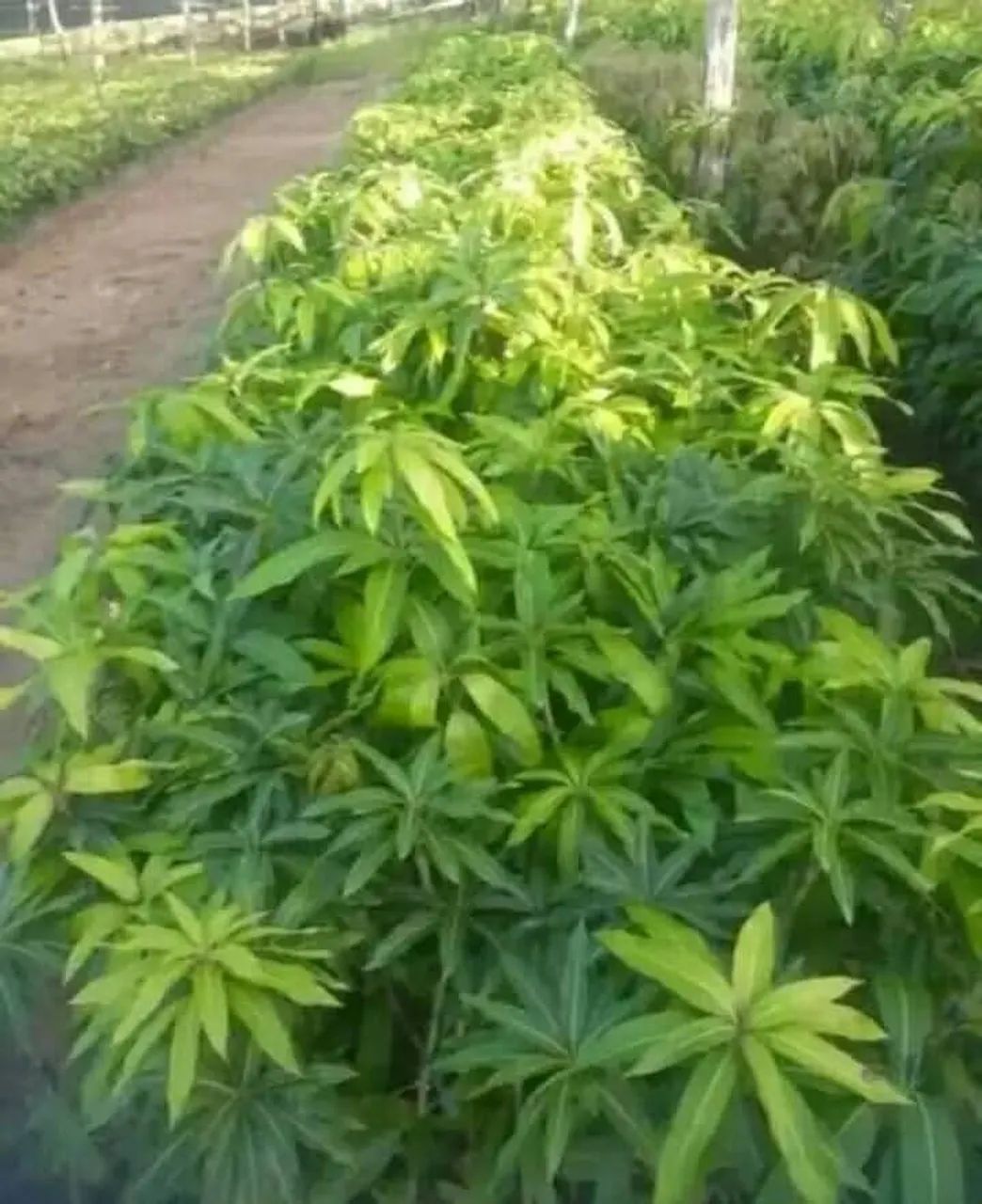 Vendo mudas frutiferas zap * - Foto 4