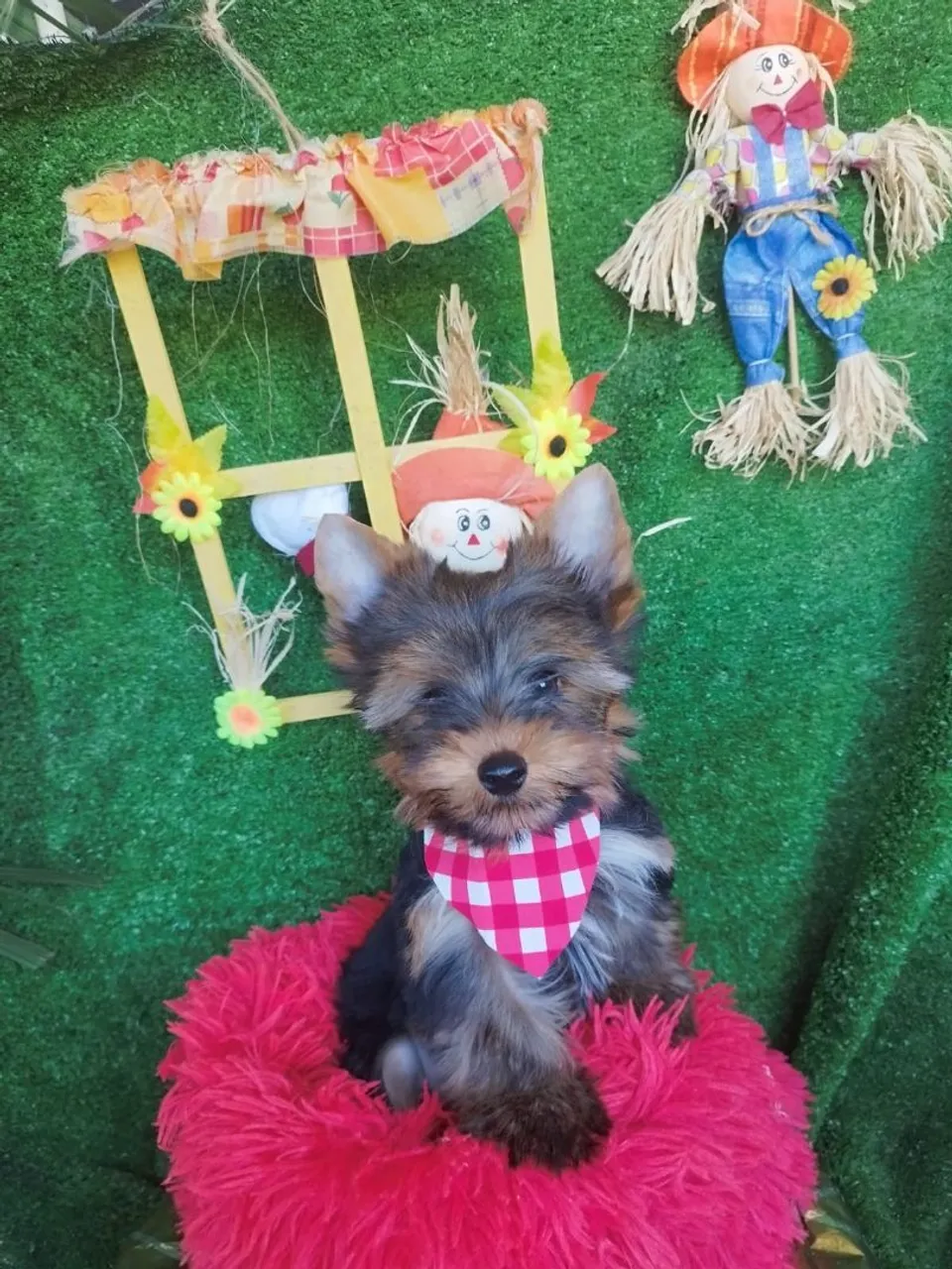 Vendo Dois filhotes yorkshire terrier macho