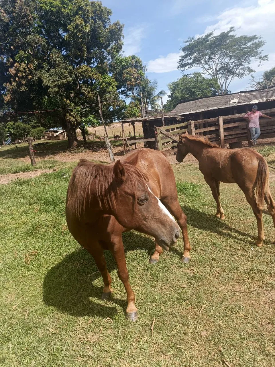 Dois cavalos para venda, Égua acompanhada