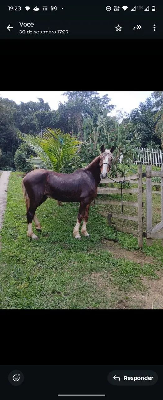 Cavalo mangalarga  - Foto 4