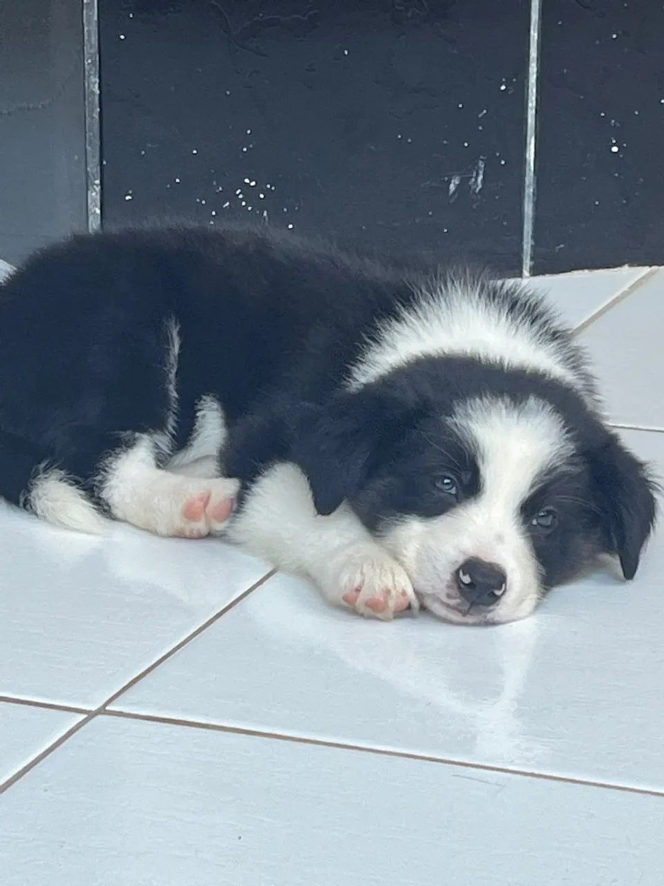 Filhote Border Collie - Foto 3