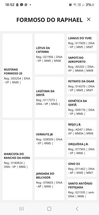 Potro Mangalarga Marchador Registrado - Foto 2
