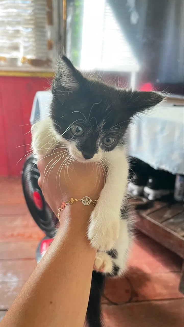 Gatinhos disponível para adoção