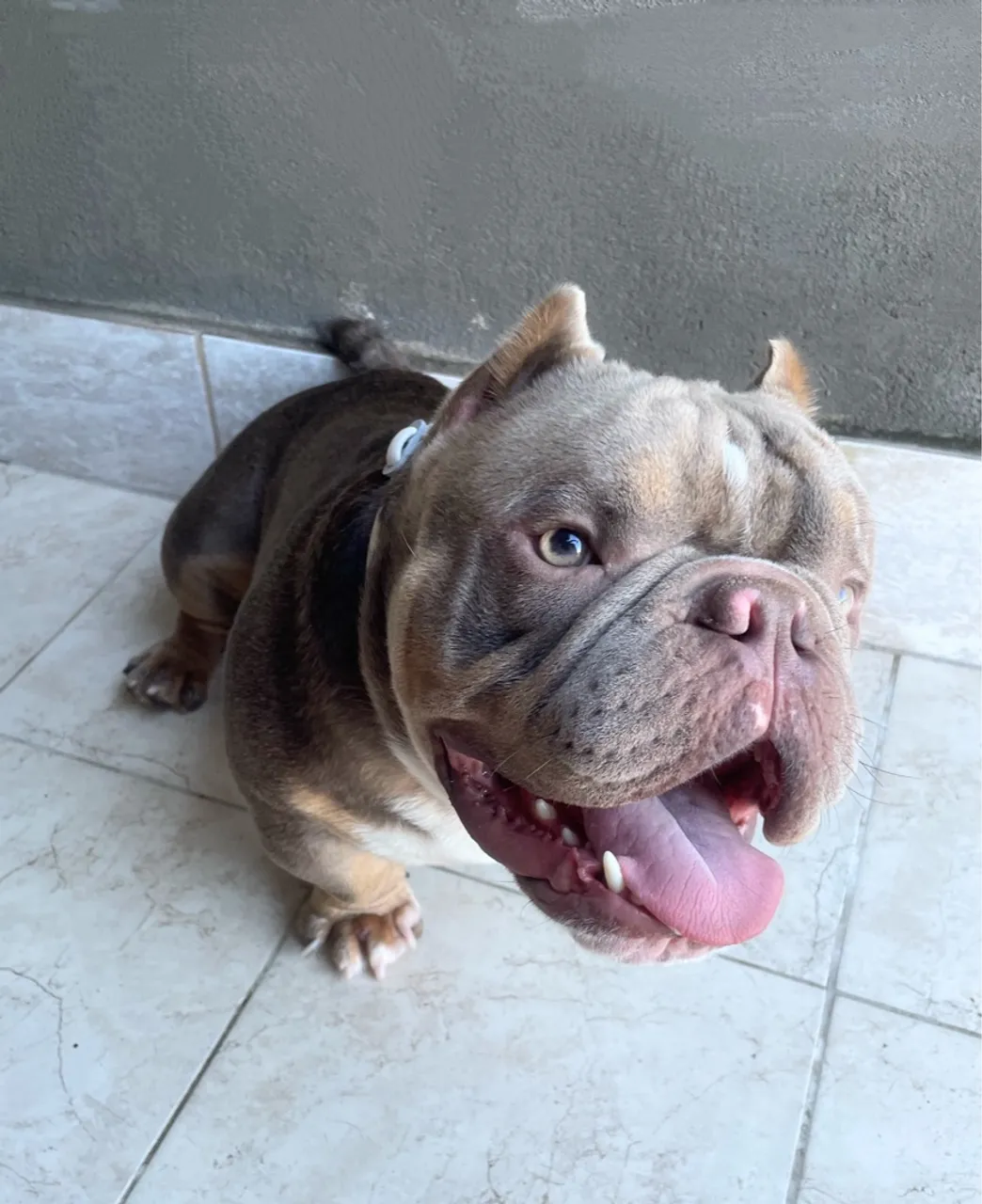 American Bully