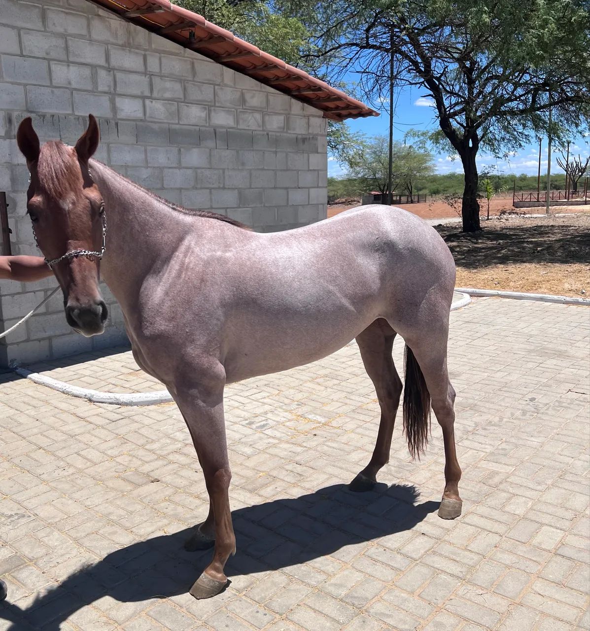 Potra Registrada Meio Sangue  - Foto 4