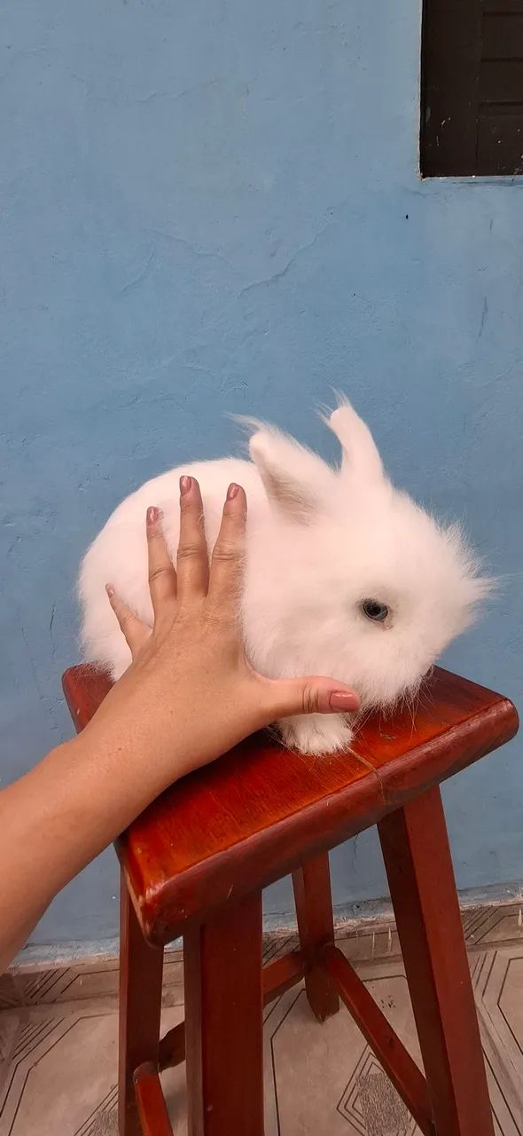 Coelho macho - Foto 2