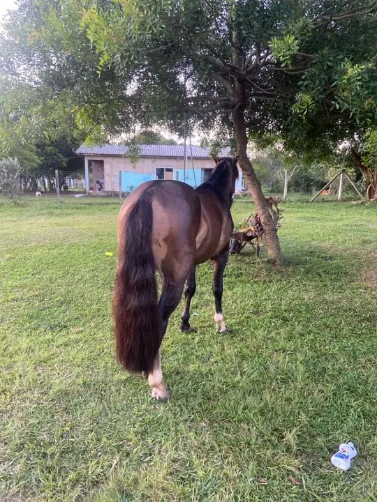 Cavalo CRIOULO  - Foto 2