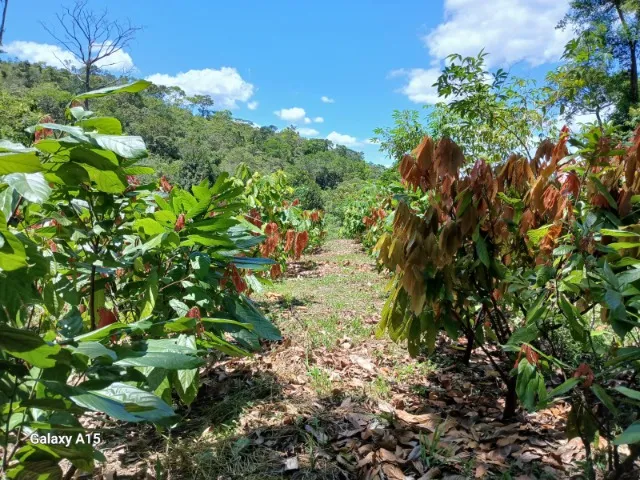 32 HECTARES DE TERRA NA CHAPADA DIAMANTINA-BA
