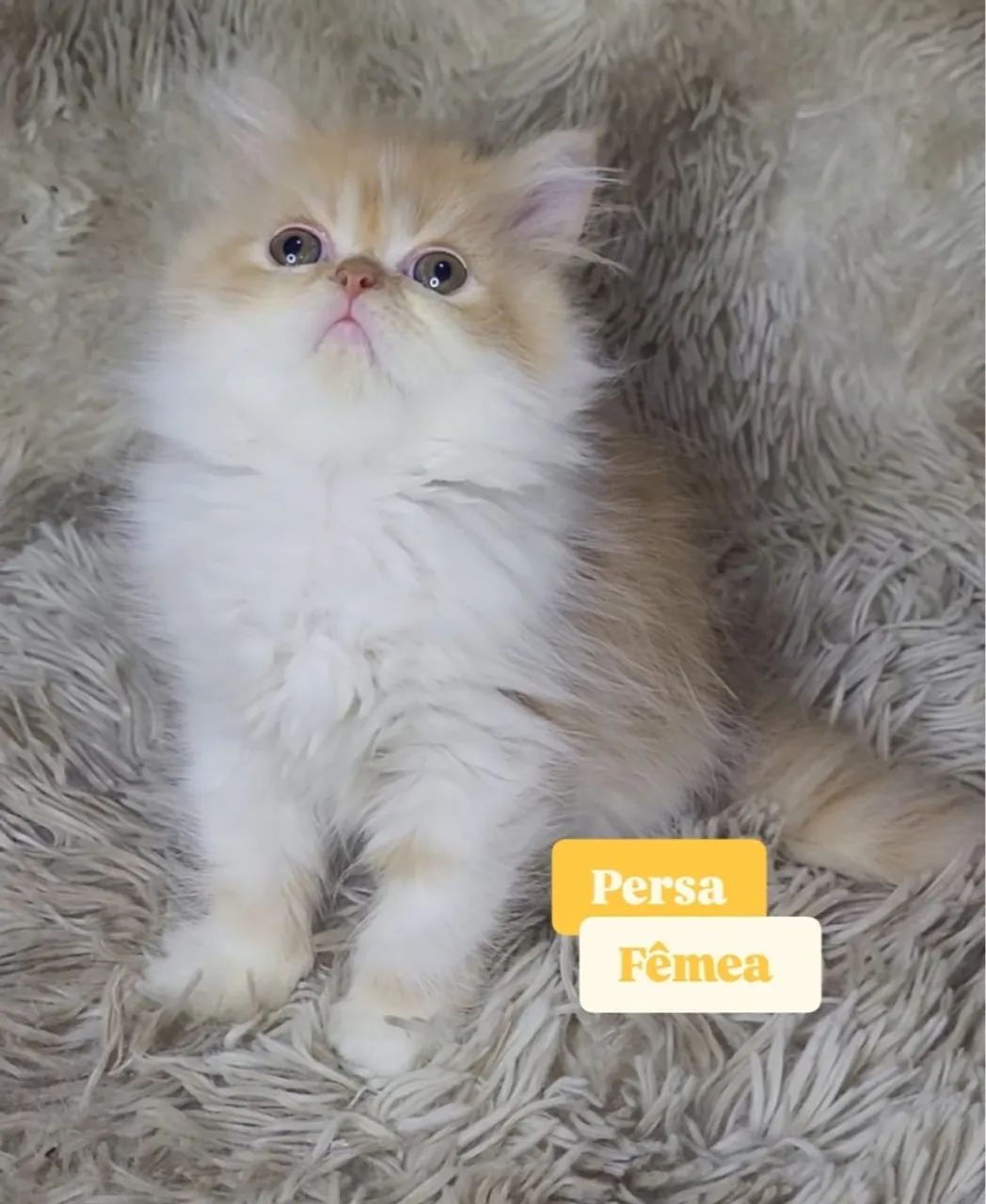 Gata persa  - Foto 2