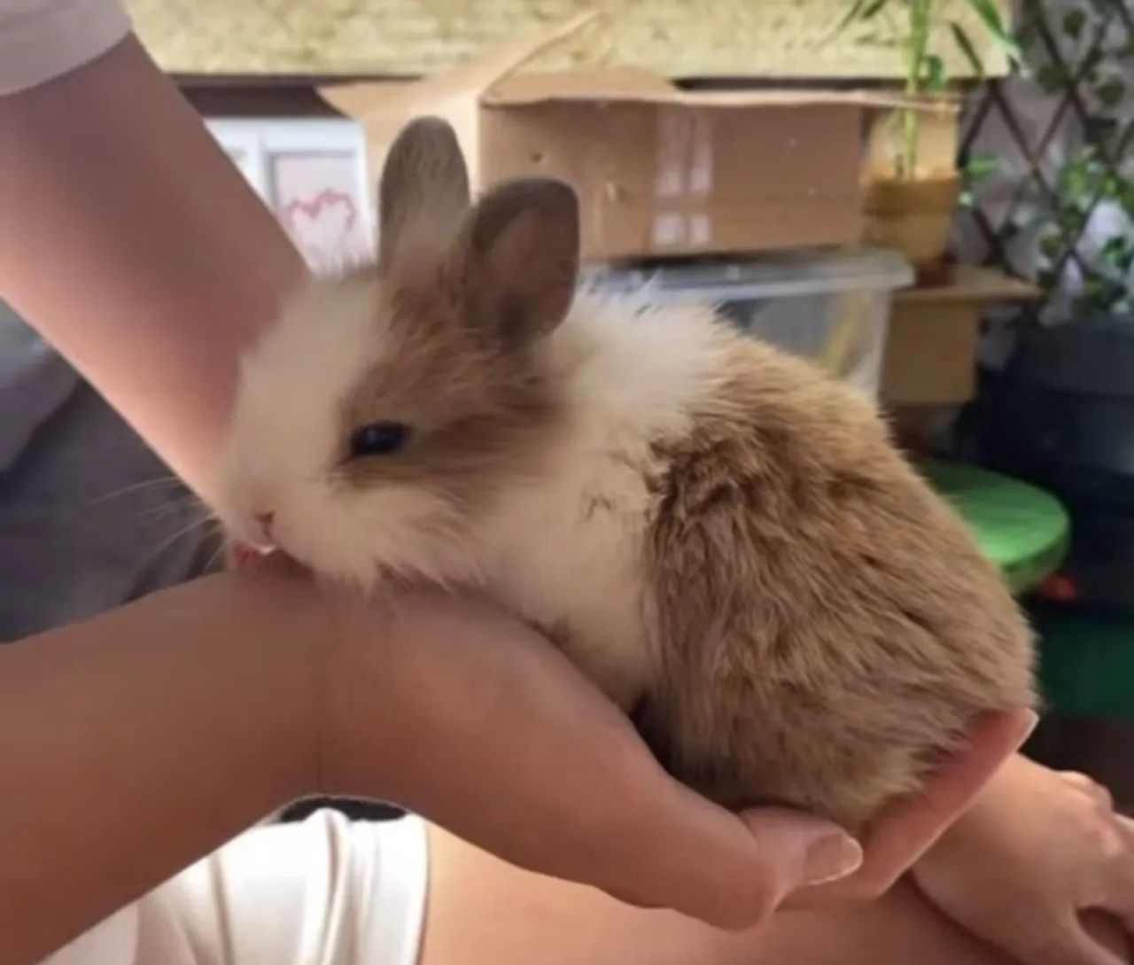 Coelho filhote Lion Head