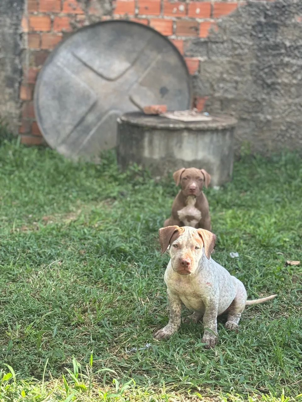 Pit Monster - Foto 2