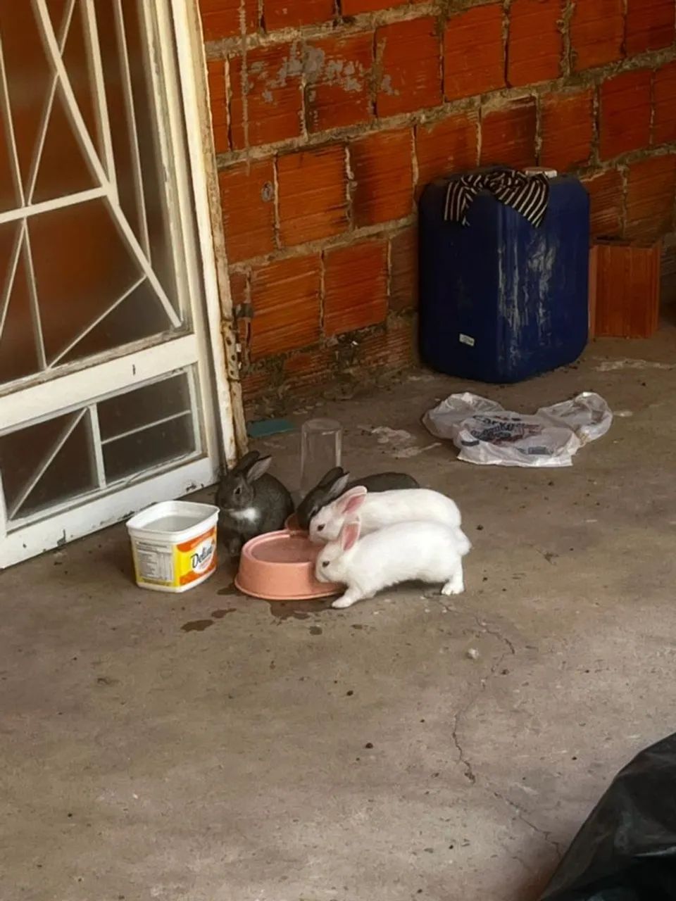 Coelhos Filhotes  - Foto 5