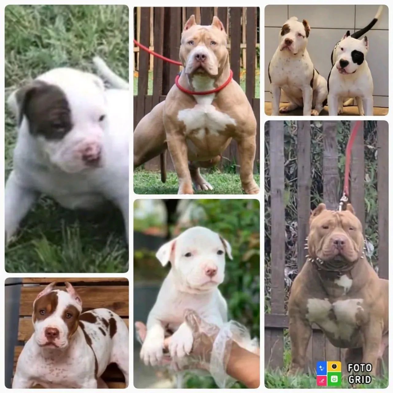 Filhotes de Pitbull